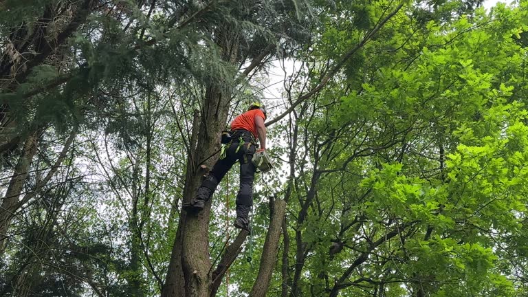 Delft Colony, CA Tree Removal and Landscaping Services Company